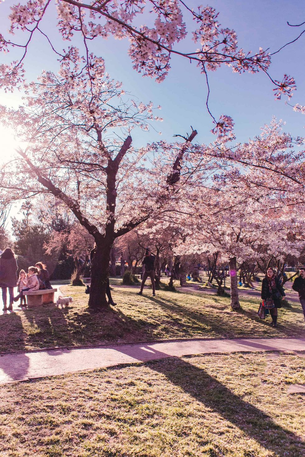 HANAMI A ROMA
